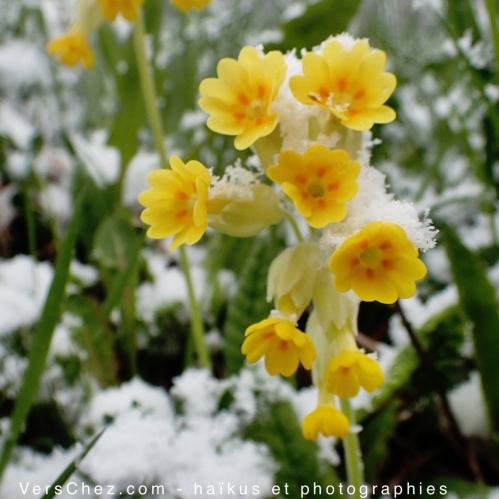 primula-neige-annecy